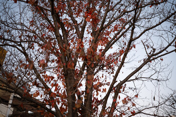 Bare Tree with Red Autumn Leaves Against Winter Sky