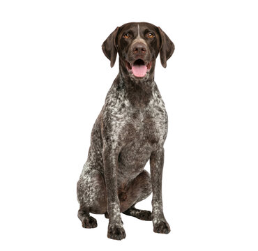 German Shorthaired Pointer dog sitting and looking at camera isolated