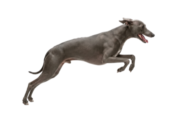 Grey Italian Greyhound dog running in mid air isolated on white