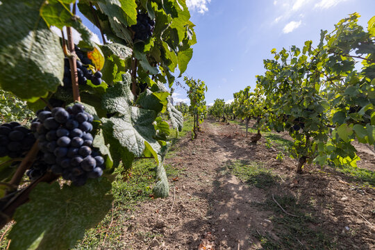Epernay, Marne, Grand-Est, France, August, 28th, 2025, Champagne Area, Bright vineyard scenes with lush green foliage, Morning sunlight illuminating grapevines along winding pathway