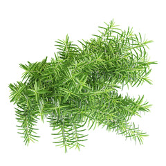 collection of Rosemary plantt with realistic style from top view