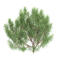 collection of Rosemary plantt with realistic style
