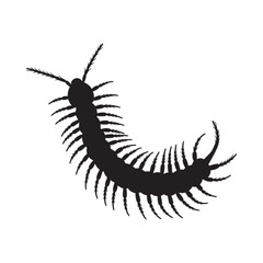 A detailed black silhouette of a centipede with many visible legs