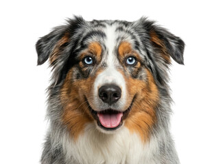 Fototapeta premium Happy blue merle Australian Shepherd dog portrait isolated on white background