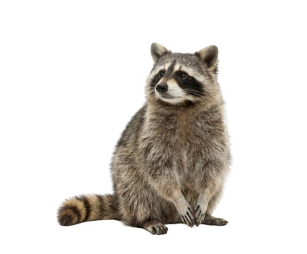 Cute raccoon sitting and looking away isolated on white background