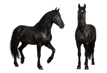 Two black horses isolated on white background, side and front view