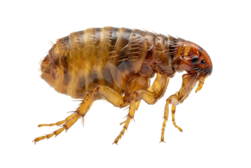 Macro photo of brown flea insect isolated on white background