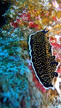 Gold dotted flatworm (Thysanozoon nigropapillosum). Taken in Sharm el Sheikh, Egypt.