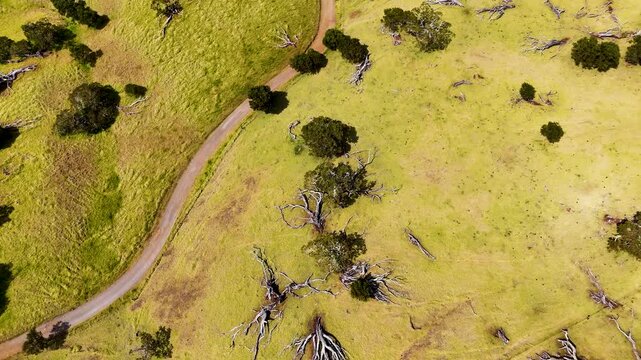 Aerial view of a rustic road cuts through vibrant green and yellow fields, dotted with trees and fallen branches, Mana Road, Mauna Kea, Hawaii, United States.
