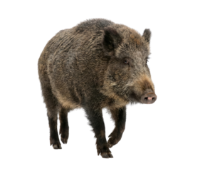 Wild boar isolated on white background