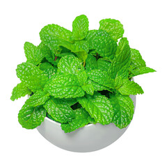 Mint Plant in White Pot – Fresh Organic Peppermint