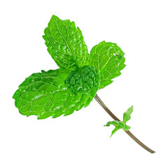 Mint Stem with Leaves Isolated – Fresh Herbal Plant Cutout © Noire8lossom