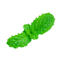 Organic Mint Leaves Close-Up – Fresh Herbal Ingredient © Noire8lossom