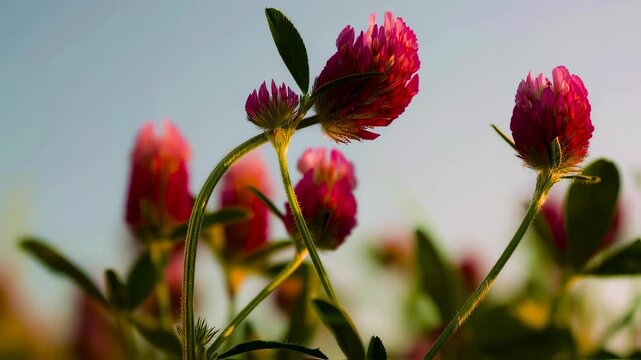 Macro Side Profile of Red Clover