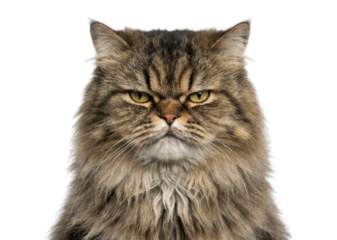 Grumpy long haired tabby cat portrait isolated on white background