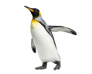 Fototapeta premium King penguin standing with open flipper isolated on white background