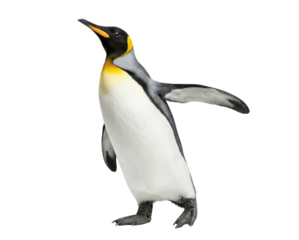 King penguin standing with open flipper isolated on white background
