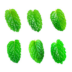 Single Mint Leaf Collection Isolated – Fresh Herbal Texture © Noire8lossom