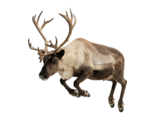 Jumping reindeer isolated on white background with large antlers