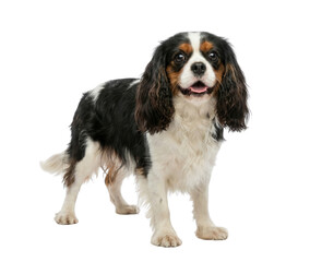 Tri color Cavalier King Charles Spaniel dog standing on white background