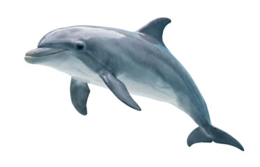 Bottlenose dolphin isolated on white background