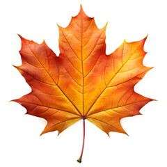Autumn Maple Leaf Isolated on Transparent Background PNG