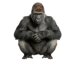 Adult silverback gorilla squatting facing camera isolated on white background