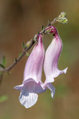 South Africa, South African foxglove (Ceratotheca triloba) © Luigi