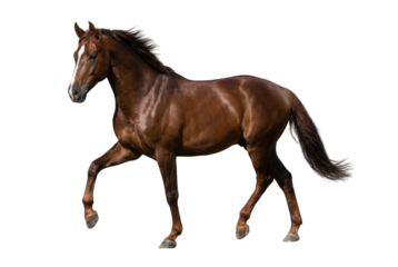 Brown horse trotting isolated on white background