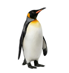 Fototapeta premium Single king penguin standing isolated on white background
