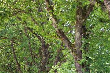 Fototapeta premium Tall Trees in Natural Forest Environment