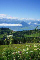 mountain landscape with flowers, rigi kulm