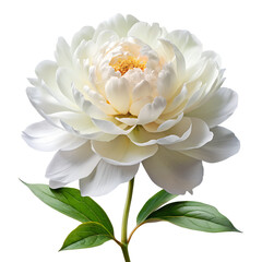 White Peony Flower Isolated on Transparent Background PNG