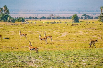 A lone hyena amidst a herd of Impala antelopes in the panoramic savannah grassland landscapes of Amboseli National Park in Kenya 
