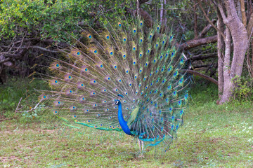 Obraz premium Indian Peafowl (Pavo cristatus) Displaying Tail Feathers in Yala National Park, Sri Lanka