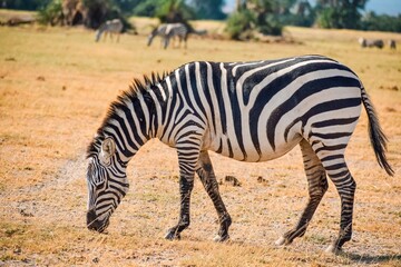 A lone zebra in the panoramic savannah grassland landscapes of Amboseli National Park in Kenya 
