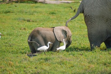View of cattle egrets next to an African Elephant - Loxodonta Africana calf in a pond amidst dead trees at Amboseli National Park in Kenya 
