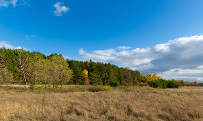 Autumn day in forest
