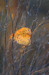fallen autumn leaf in grass