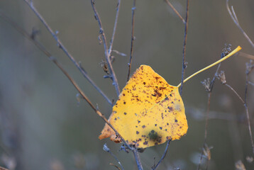 autumn leaf on twig