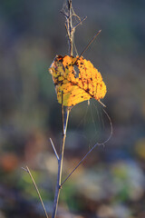 abstract autum leaf on grass