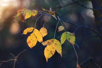 Autumn leafs on tree twig