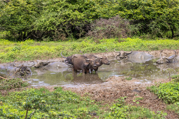 Wild Water Buffalo (Bubalus arnee) Bathing in a Muddy Waterhole, Yala National Park, Sri Lanka