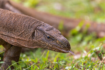 Obraz premium Bengal Monitor Lizard (Varanus bengalensis) in Yala National Park, Sri Lanka