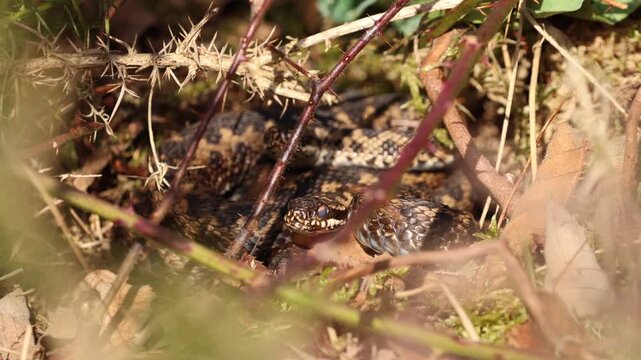 Two European adders basking together in spring sunlight