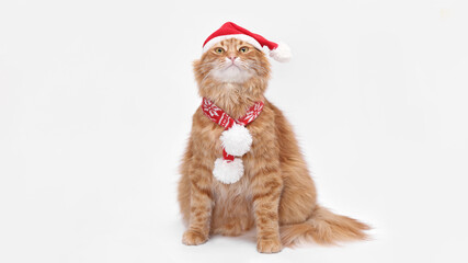 Ginger cat wearing Santa hat and red knitted scarf, sitting on white background with copy space. Festive pet portrait for Christmas advertising, holiday marketing and seasonal design.