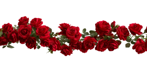 Red roses garland border isolated on a transparent background 1