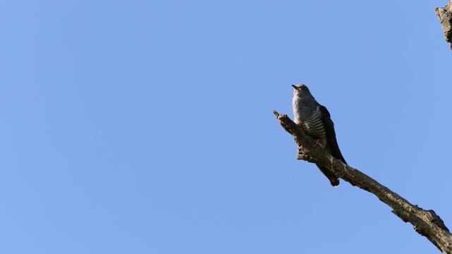 Male cuckoo calling before flying away