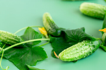 Minimalistic still life of cucumbers and yellow flowers