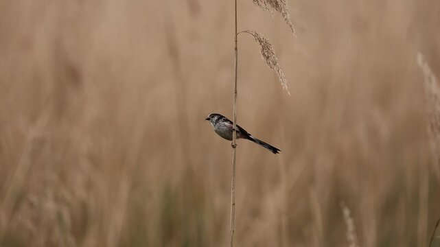 Long-tailed tit on reed with nesting material in slow motion